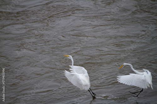 Great Egrets in flight over the water