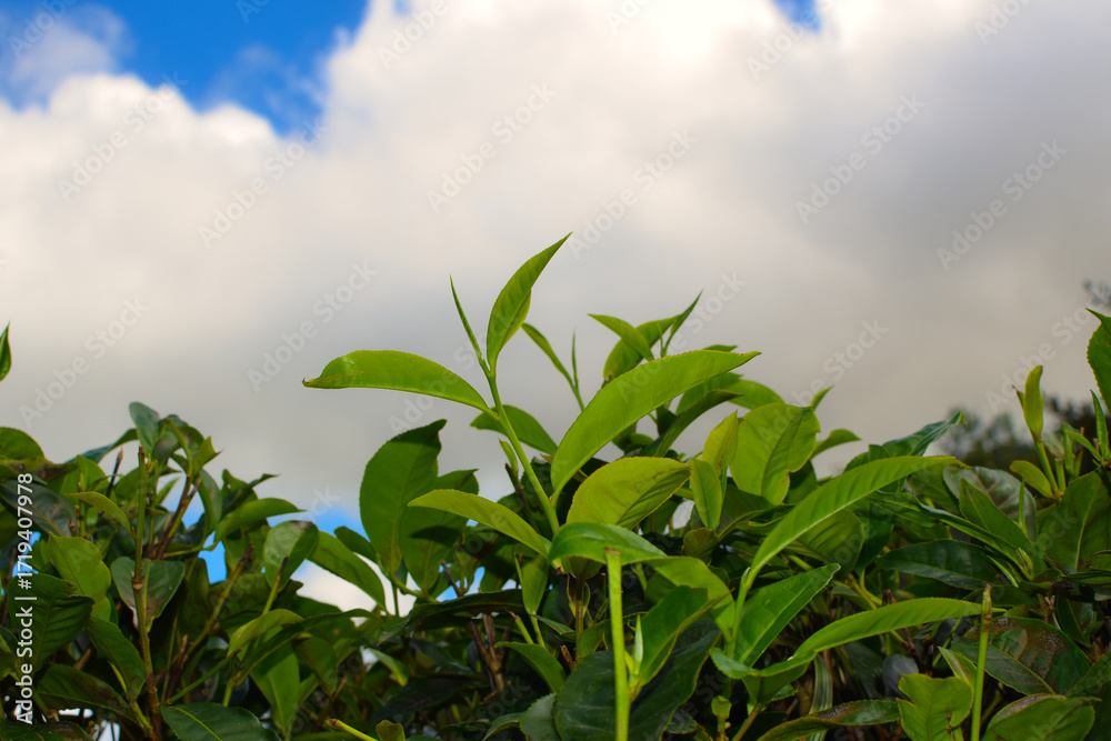 Obraz premium Tea leaves in closeup photo. Fresh Green tea tree leaves in eco herbal farm. Tree tea plantations in morning sunlight. Drinking organic tea relax heath plant. Green tea trees with two leaves and a bud