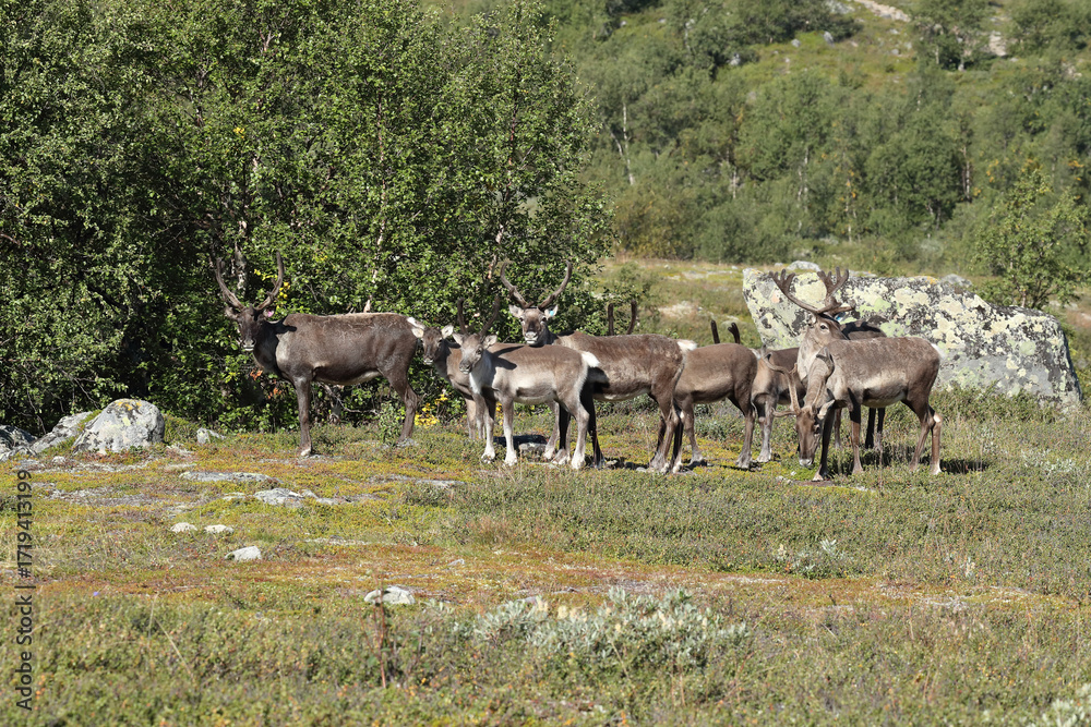 Obraz premium reindeer in the tundra