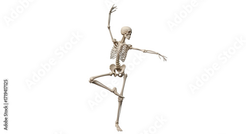 Isolated skeleton in ballet pose, an anatomy skeleton dancing elegantly and theatrically