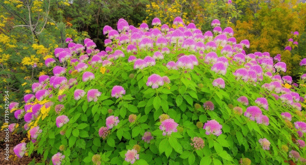 Naklejka premium Pink Flowers Blooming in Garden.