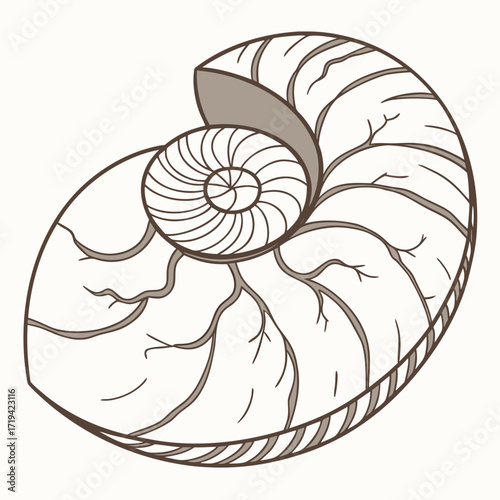 Detailed illustration of a nautilus shell cross section showing its chambers and spiral pattern in brown and white