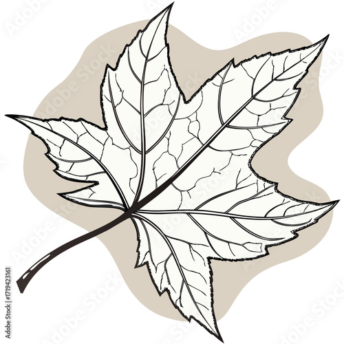 Detailed outline of a single maple leaf with veins against a softly shaped beige background