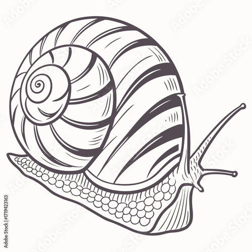 Detailed line art illustration of a garden snail with a spiraled shell and antennae on a white background