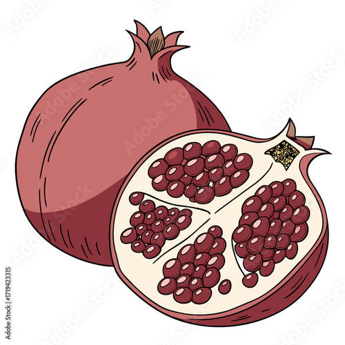 Illustration of a whole pomegranate fruit and a half pomegranate showing its juicy arils and seeds
