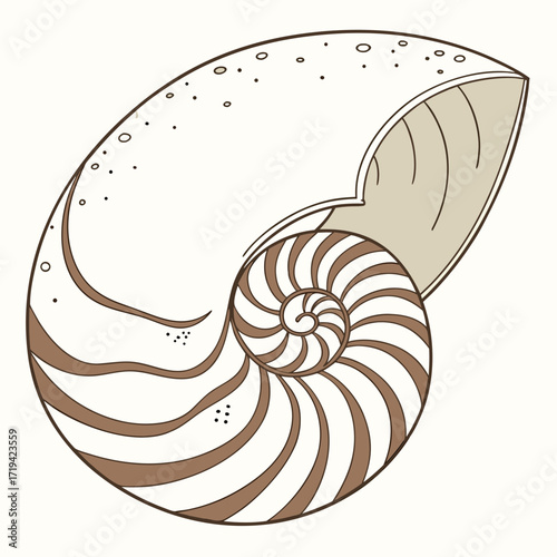 Stylized illustration of a nautilus shell s intricate spiral chambers and exterior texture with subtle dots