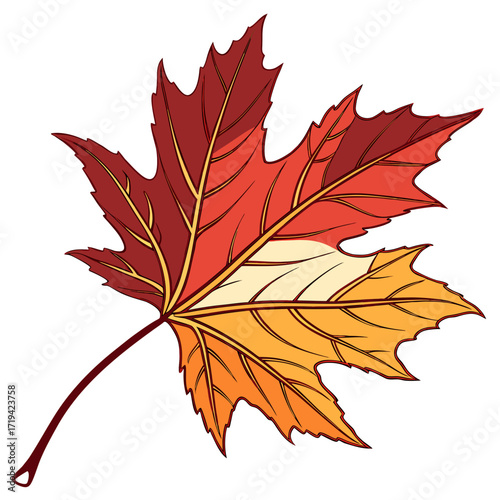 Vibrant autumn maple leaf with red orange and yellow colors and visible veins on a white background