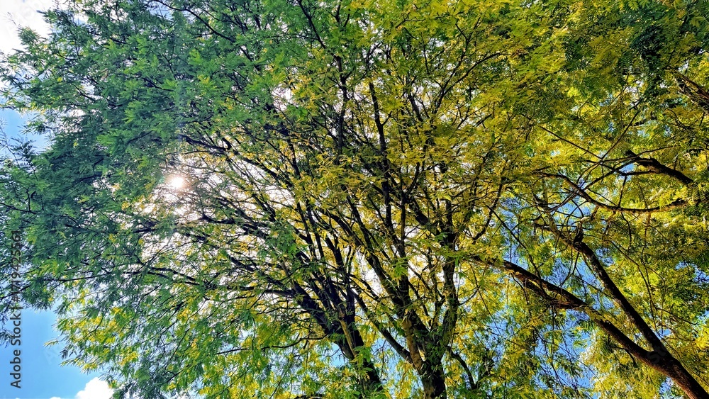 Obraz premium Tree branches from below with sunlight shining through. Treetops seen from a low angle