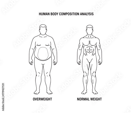 Body fat and muscle mass in the silhouettes of overweight and normal adult males.
