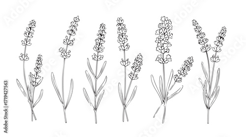 Collection of hand-drawn lavender stems botanical sketch for serene natural designs silhouette