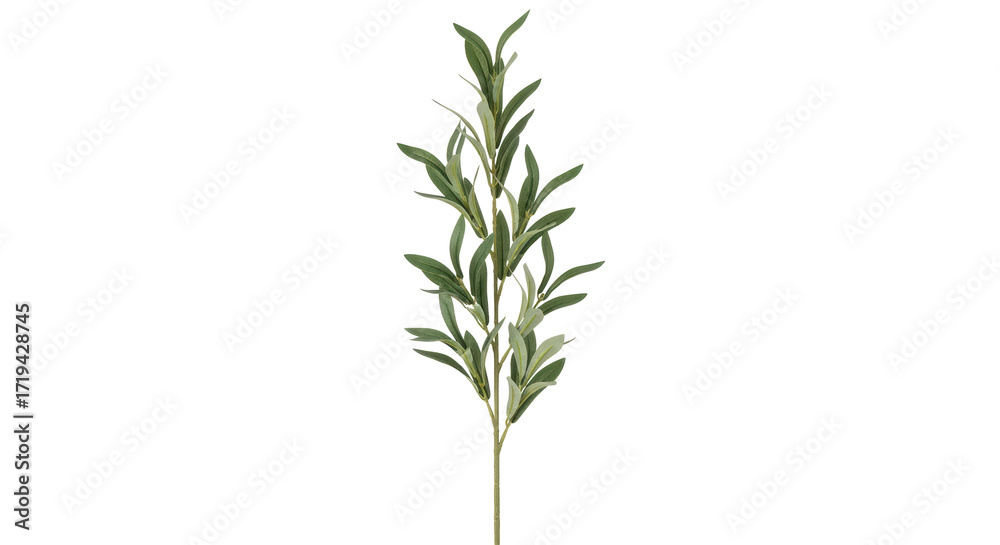 Fototapeta premium Isolated stem of olive tree leaves for home decoration for wall art projects and printmaking