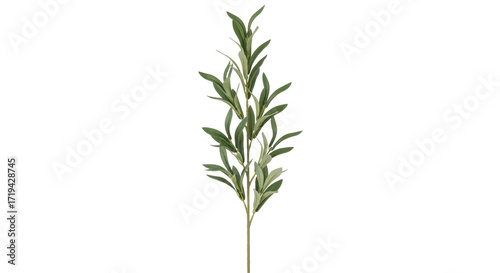 Isolated stem of olive tree leaves for home decoration for wall art projects and printmaking