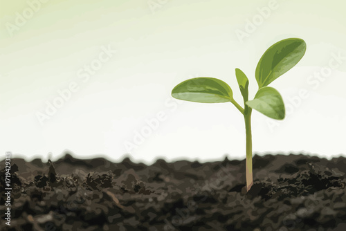young plant in soil