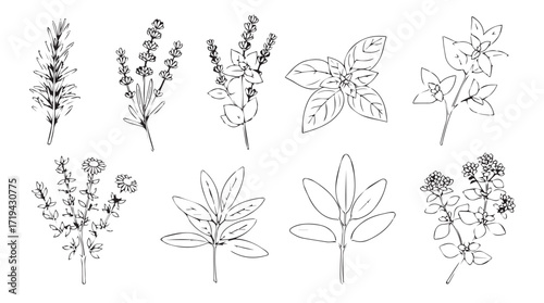 Collection of delicate botanical line drawings of herbs and flowers for artistic design elements silhouette