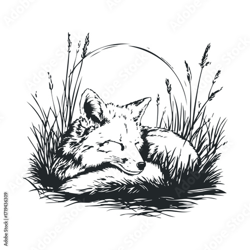 Relaxing fox in grass under moonlight while peacefully sleeping. Vector illustration