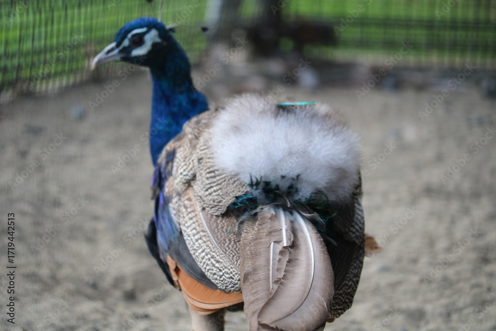 Obraz premium くじゃく 背中の羽毛 羽の生えかわり 秋の日