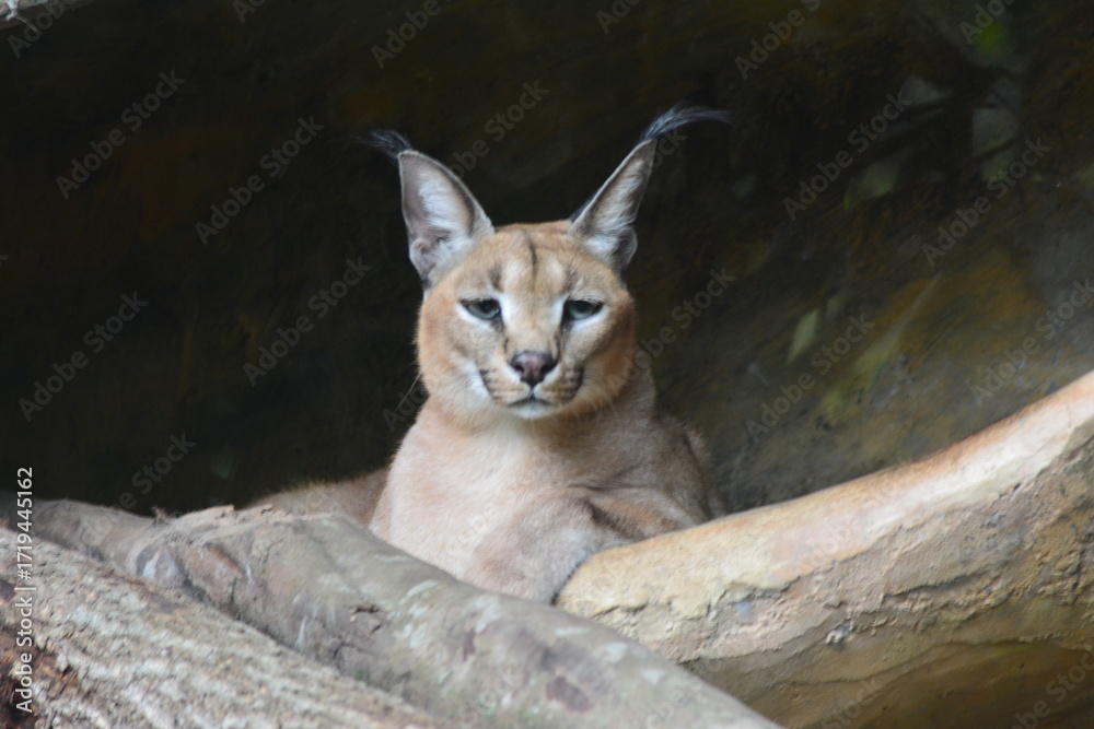 Naklejka premium photo of a caracal in its cage at the zoo