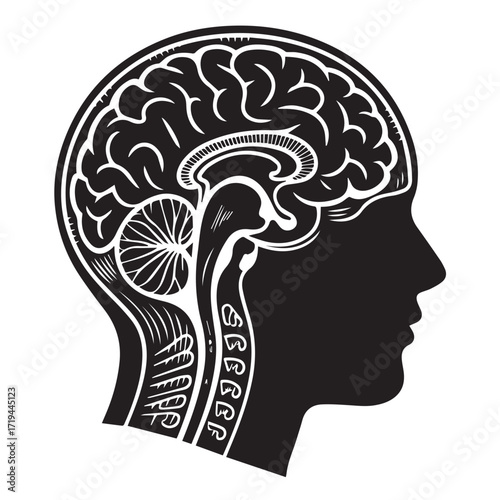 Human Brain Anatomy and Silhouette