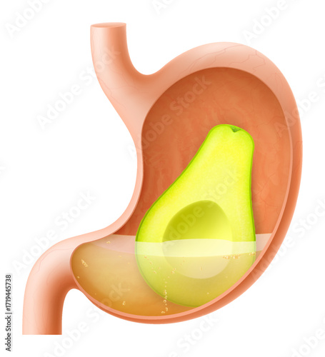 Human Stomach with avocado fruit. The stomach digests avocado. A stomach filled with healthy and wholesome food. Proper nutrition. Realistic 3d Vector illustration. Food digestion process illustration