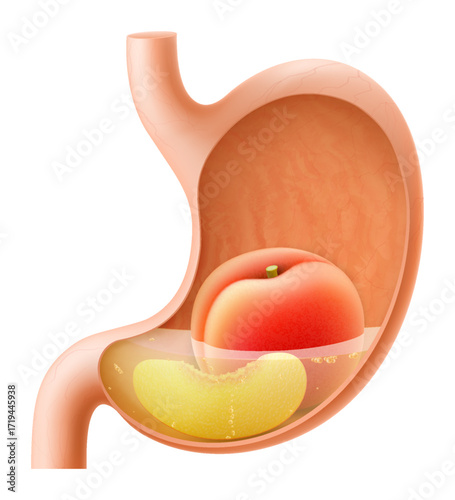 Human Stomach with peach fruit. The stomach digests peach. A stomach filled with healthy and wholesome food. Proper nutrition. Realistic 3d Vector illustration. Food digestion process illustration