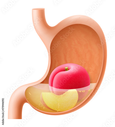Human Stomach with plum fruit. The stomach digests plum. A stomach filled with healthy and wholesome food. Proper nutrition. Realistic 3d Vector illustration. Food digestion process illustration
