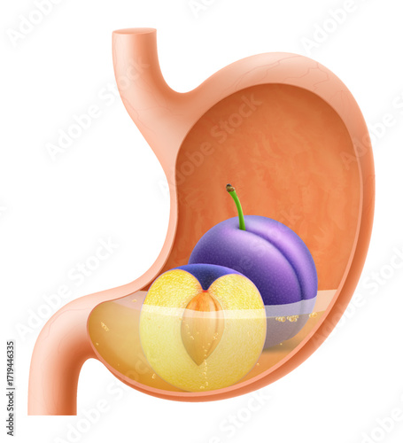 Human Stomach with plum fruit. The stomach digests plum. A stomach filled with healthy and wholesome food. Proper nutrition. Realistic 3d Vector illustration. Food digestion process illustration