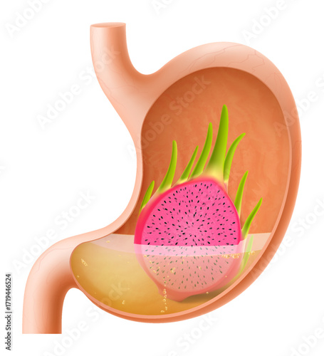 Human Stomach with dragon fruit. The stomach digests dragon fruit. A stomach filled with healthy and wholesome food. Proper nutrition. Realistic 3d Vector illustration. Food digestion process
