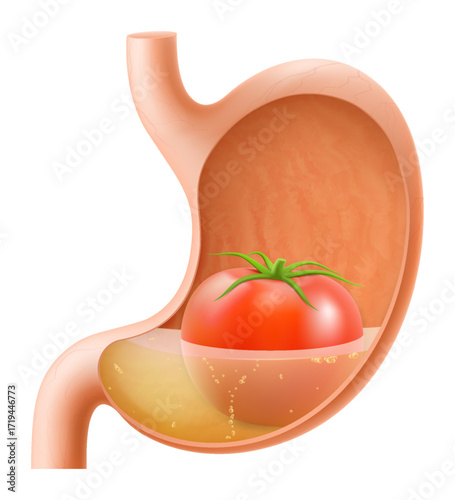 Human Stomach with tomato. The stomach digests tomatoes. A stomach filled with healthy and wholesome food. Proper nutrition. Realistic 3d Vector illustration. Food digestion process illustration
