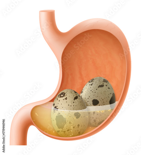 Human Stomach with eggs. The stomach digests boiled quail egg. A stomach filled with healthy and wholesome food. Proper nutrition. Realistic 3d Vector illustration. Food digestion process illustration