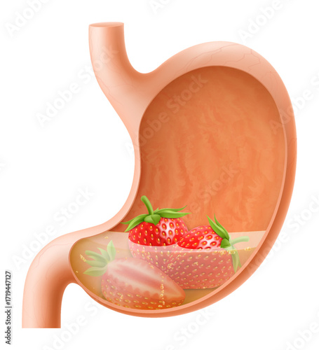 Human Stomach with strawberry. The stomach digests strawberry. A stomach filled with healthy and wholesome food. Proper nutrition. Realistic 3d Vector illustration. Food digestion process illustration