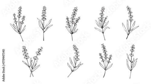 Botanical line art collection of delicate lavender stems detailed floral sprigs for elegant design silhouette