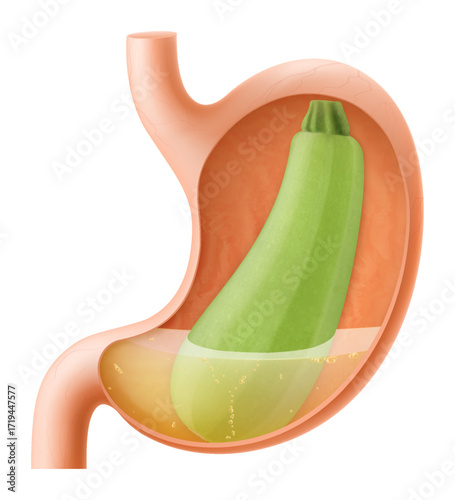 Human Stomach with zucchini, The stomach digests zucchini. A stomach filled with healthy and wholesome food. Proper nutrition. Realistic 3d Vector illustration. Food digestion process illustration