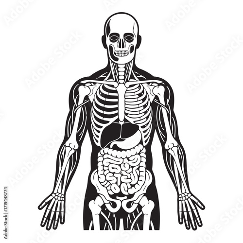 Full Body Skeleton Outline Illustration"