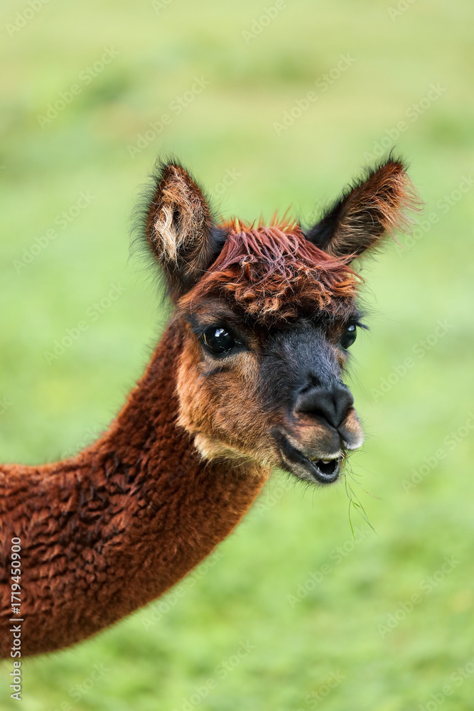 Obraz premium Alpaca portrait