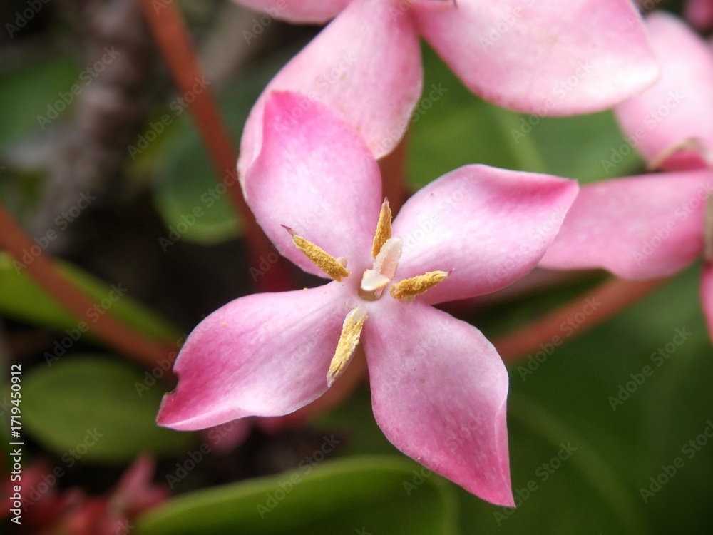 Obraz premium A single bloominh pink Ixora flower
