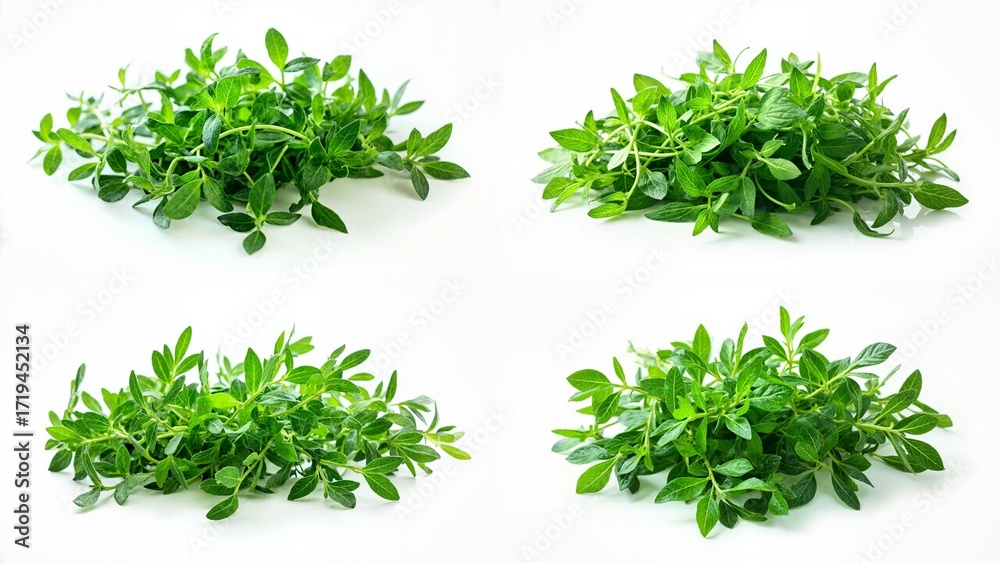 Obraz premium A bunch of fresh herbs on white background elements figure motion scene style emotion design creative composition cartoonish depth movement illustration expression frame backgrounds