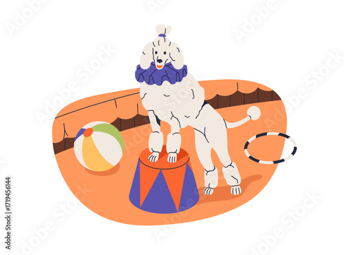 Dog in circus. Cute funny poodle performing on stage, performance arena. Puppy in costume, trained canine performer at entertainment show, trick. Flat vector illustration isolated on white background.