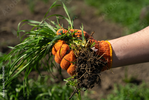 Gloved hand holding a bunch of fresh green grass. The farmer's hands are pulling the grass with roots out of the ground, pulling out the weeds. Concept of spring garden work, tearing up the grass