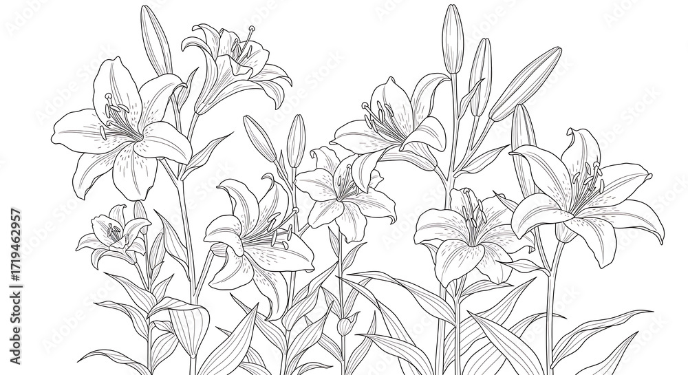 Fototapeta premium Botanical Line Art Background with Lily Flowers and Long Petals
