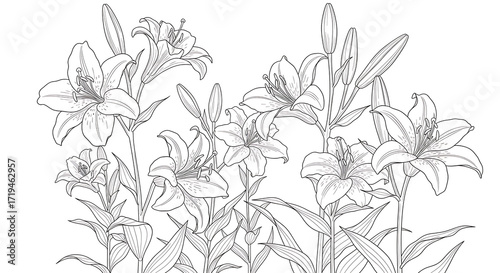 Wallpaper Mural Botanical Line Art Background with Lily Flowers and Long Petals Torontodigital.ca