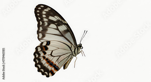 A detailed side profile of a beautiful white and black butterfly with orange accents on a clean white background.