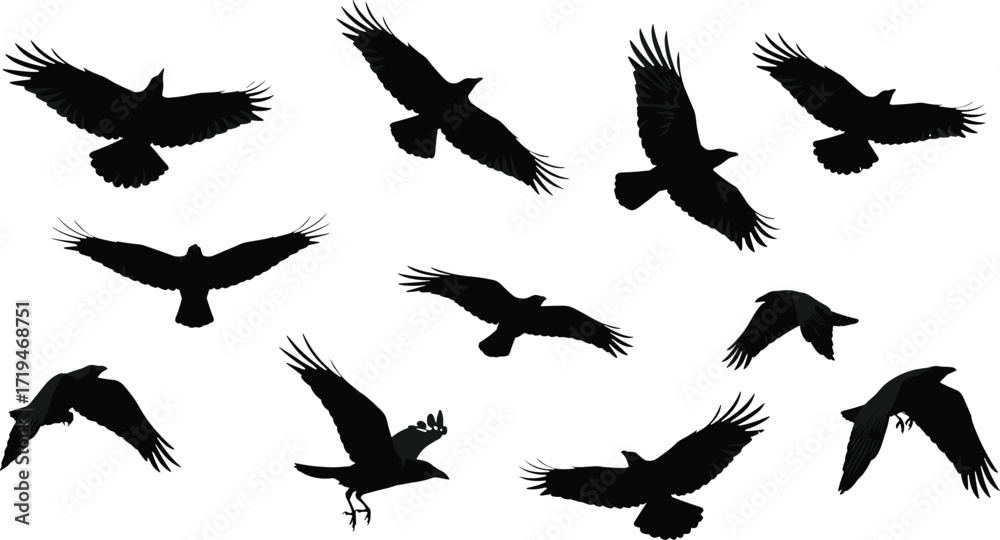 Obraz premium Black silhouette illustration of flying birds in varied wing positions, minimal nature-inspired design for motion, wildlife, and artistic concepts.