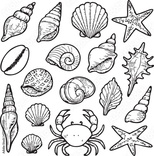 Seashells Collection: A detailed and artistic illustration of a variety of seashells and a starfish. Explore the beautiful details of the ocean's treasures with this stunning illustration.