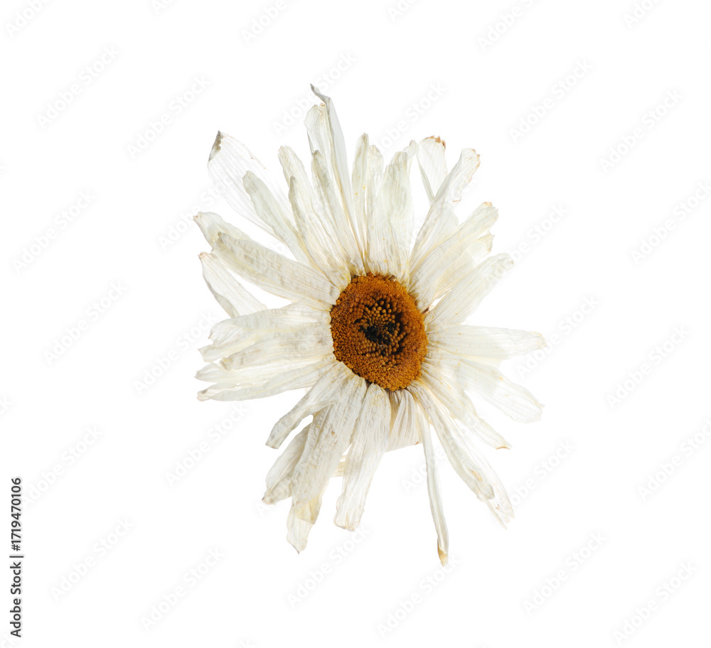 Fototapeta premium Beautiful dry chamomile flower isolated on white