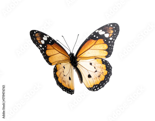 An orange and black butterfly with white spots on its wings, isolated on a black background