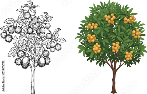 Botanical illustration tree, black and white sketch, colored fruit tree, tropical plant drawing, exotic fruits, educational botanical art, nature reference