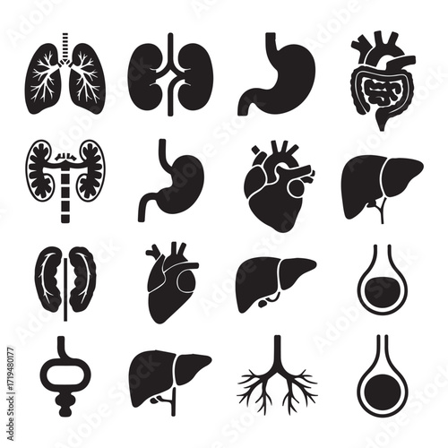 Primary: "Anatomical Human Body with Internal Organs Silhouette" - This is highly specific and covers the main elements: anatomy, human body, internal organs, and silhouette.