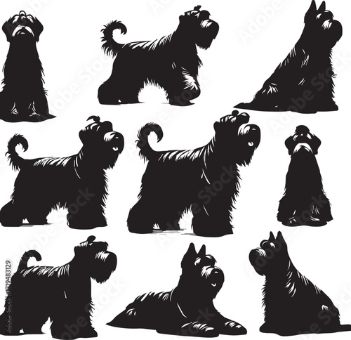 Briard Dog in Black and White – Elegant French Herding Breed Photography