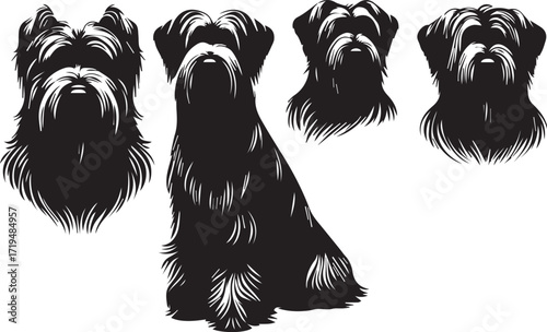 Briard Dog in Black and White – Elegant French Herding Breed Photography