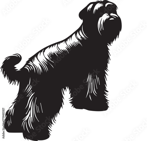 Briard Dog in Black and White – Elegant French Herding Breed Photography